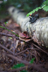 Mushrooms in the Woods