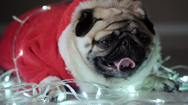 Funny pug dog dressed in a New Year's costume and a garland, the lights are burning brightly