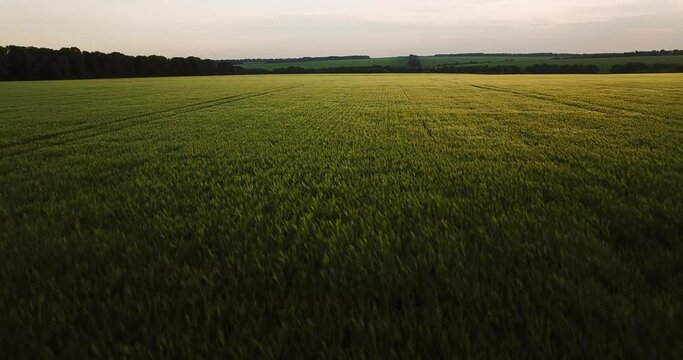 Aerial view, drone flies over green agricultural wheat field during sunset. Beautiful summer landscape.