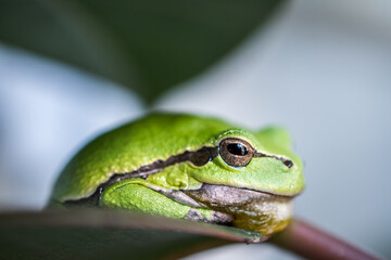 Macro shot of a small frog hyla arborea 