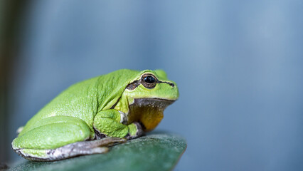 Macro shot of a small frog hyla arborea 