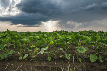Young sunflower plants in the farm field under the rainy clouds