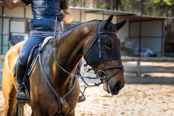 Obraz premium Horses used for training with rider on horse farm