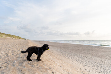 black labradoodle dog on lonesome beach in Jütland, Denmark, yellow tennis ball, side view
