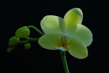 Obraz premium Lemon Lime Phalaenopsis Orchid on Black Background