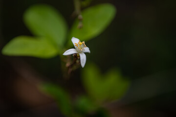 lemon blossom