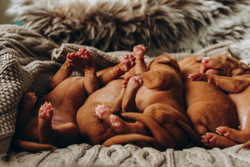 Five puppies of children lie together and sleep. A litter of newborn adorable Cirneco dell'Etna puppies fall asleep on a knitted sweater.