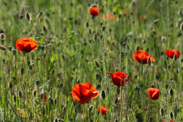 wild poppy in the green field. beautiful rural background with red flowers blooming on a sunny day. remembrance day concept
