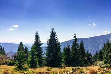 carpathian mountain landscape on a summer afternoon. row of spruce trees on the grassy meadow. chornohora ridge in the distance beneath an almost clear sky