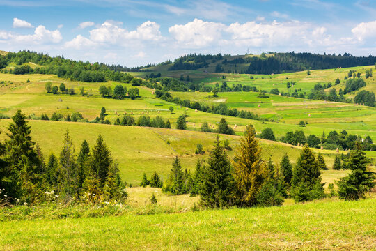 mountainous rural landscape on a sunny day. trees and fields on the grassy hills. bright summer day with fluffy clouds on the sky