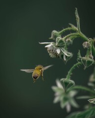 awesome bee flying and flour