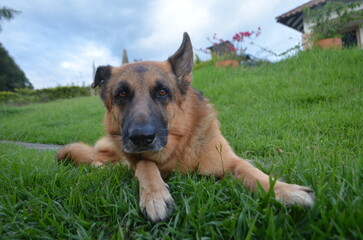 german shepherd dog