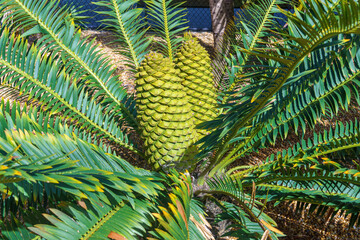 Runde cycad (Encephalartos concinnus), endemic to Zimbabwe - Florida, USA