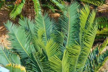 Endangered waxen cycad (Encephalartos cerinus), native to South Africa - Florida, USA