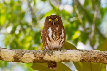 Ferruginous Pygmy-Owl