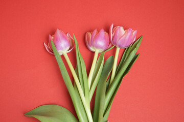 Bouquet of pink tulip flowers on red background. A postcard for Mother's Day, March 8, Happy Easter. Waiting for spring. A greeting card or an invitation to a wedding. Flat position, top view