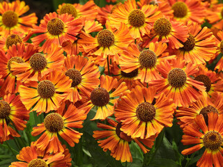 Orange and yellow Helenium Short and Sassy