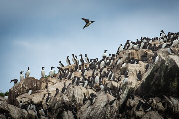 Seabirds Common Murre gather on a cliff © Imagery By Lisa