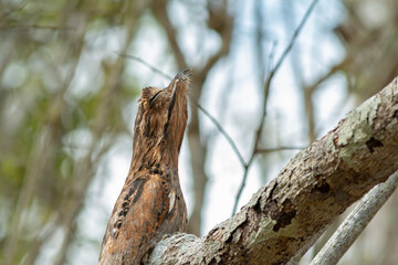 Common Potoo