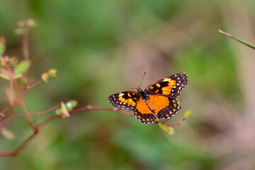 Orange and black butterfly on a branch