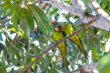 Peach-fronted Parakeet in love