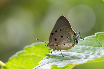 Gray butterfly on leaf