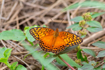Orange butterfly in the grass
