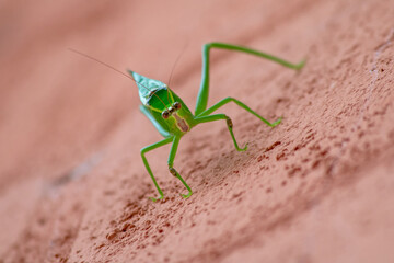 Grasshopper on a wall