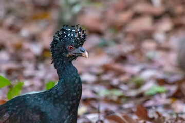 close up of a curassow female