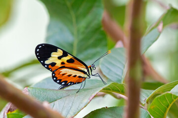 butterfly on leaf