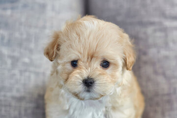 charming brown puppy maltipoo looks at the camera