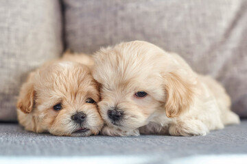 two very small maltipoo puppies lying side by side