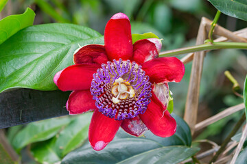 red passion fruit flower