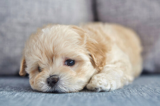 brown puppy maltipoo. a close-up photo of a lying dog