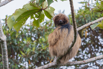 maned sloth © Gabriel Bonfa