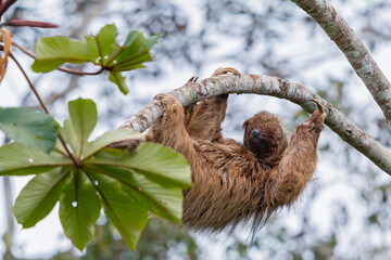 maned sloth