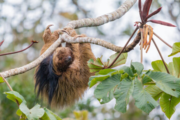Obraz premium maned sloth