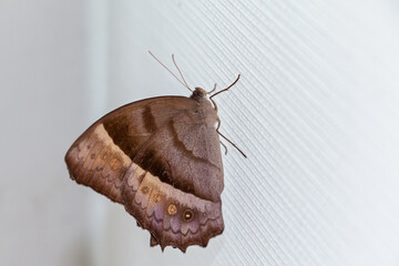 butterfly on the curtain