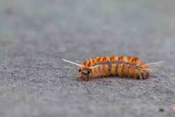 yellow caterpillar on a ground
