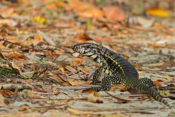 Fototapeta premium Argentine Black and White Tegu