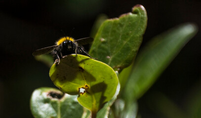 Abeja8