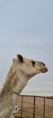 camel in saudi arabia