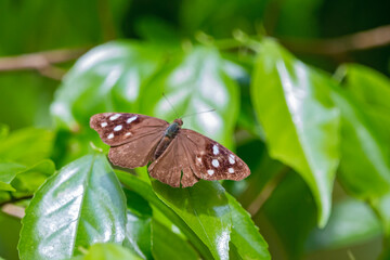 butterfly on leaf