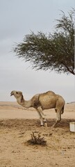 camel in saudi arabia