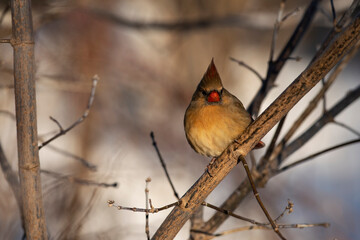 Female Northern Cardinal