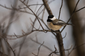 Black Capped Chickadee