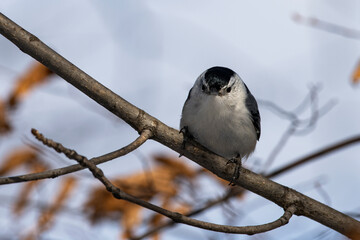 White-breasted nuthatch