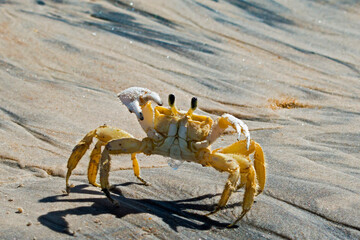 crab on the sand