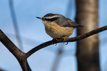 Red-breasted nuthatch perching