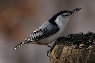 White-breasted nuthatch feeding